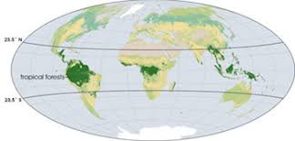 The largest rainforests are in the amazon in brazil (south america), demographic republic of congo (africa) and indonesia (south east asia). What Are Tropical Rainforests Definition Plants Animals Video Lesson Transcript Study Com