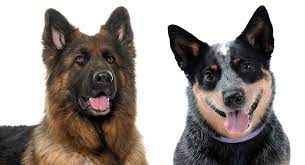 Check spelling or type a new query. Blue Heeler German Shepherd Mix An Intelligent Loyal Companion