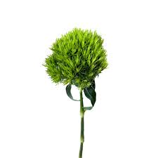Image result for Dianthus