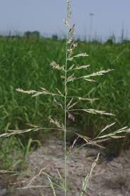 Image result for Andropogon festuciformis