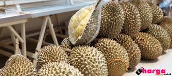 Jika anda berniat untuk melakukan proses jual beli durian musangking, anda. Info Harga Buah Durian Musang King Daftar Harga Tarif