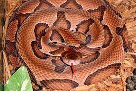 Venomous Snakes Of North America Poisonous Snakes Snake Venom Snake