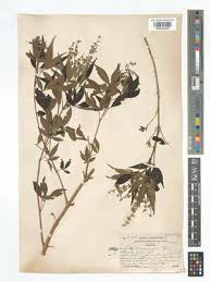 Image result for Maerua becquetii
