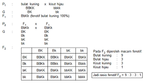 Contoh soal pewarisan sifat ipa smp kelas 9 kurikulum 2013. Pewarisan Sifat Amazing Science