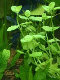 Selecting Aquarium Plants Aquarium Design And Types Of