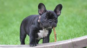 Regular health checkups are needed and also the vaccination for the pups. Labs Still Lead But French Bulldogs Leap In Popularity In Us Wsb Tv Channel 2 Atlanta