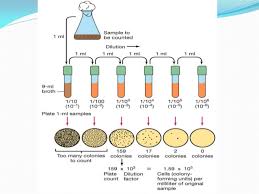What about the cfu/ml for the final concentration? Pharmaceutical Microbiology Culture Suspension Preparation