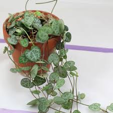 Image result for Ceropegia gracilior