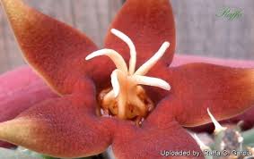 Image result for Piaranthus atrosanguineus