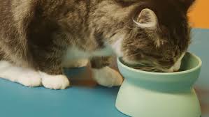 Hartz delectables squeeze up with chicken is a rich thick puree in a lickable tube that you can hand feed for a fun and delicious treat. Delectables Hartz