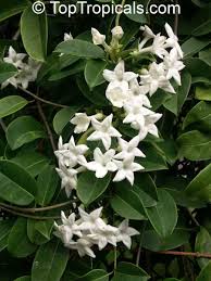 Image result for Hermannia floribunda