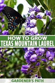 Laurel tree with purple flowers texas. How To Grow Texas Mountain Laurel Gardener S Path