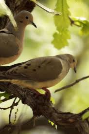 Black Bird With White Tail Tip Mourning Doves Mourning Dove Backyard Birds Beautiful Birds