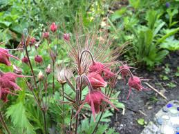 We did not find results for: Favorite Spring Pollinator Plants Chicago Living Corridors