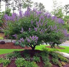 Favorite Bee Pollinator Plants For Summer Pollinator Plants Plants Chaste Tree