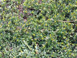 Image result for Trifolium dubium