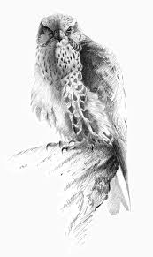Saker Falcon Pencil Drawing Gary Henderson Bird Drawings Animal Drawings Eagle Art Draw a tiny circle to represent glare, then add a bigger dot in the middle for the pupil and shade it in. saker falcon pencil drawing gary