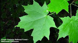 Maple Trees Types Leaves Bark Identification Guide Pictures Shade Trees Maple Tree Sugar Maple