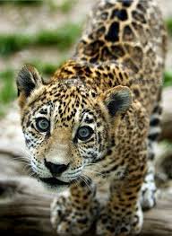 Beautiful Baby Jaguar Hayvanlar Hayvan Evcil Hayvanlar