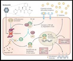 Proteasome inhibitor drugs are a class of drug used to treat myeloma and include bortezomib (velcade®) as well as other drugs in clinical trial and. 6 The Proteasome Inhibitor Bortezomib Kills Cancer Cells By Blocking Download Scientific Diagram