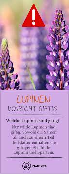Doch hier muss einfach ein wenig relativiert werden. Lupinen Giftig Oder Nicht Plantura Lupinen Gartenarbeit Gartenkalender