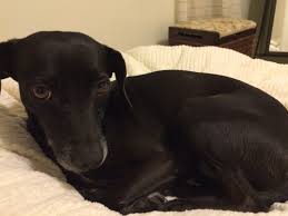 Are pets allowed at holiday inn express hotel & suites warrenton? 6 Rules For Taking Dogs To Hotels Fly Dine