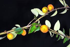 Image result for Diospyros virgata