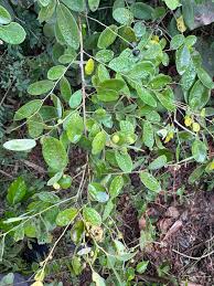 Image result for Phyllanthus retinervis