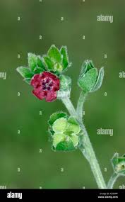 Image result for Cynoglossum coeruleum