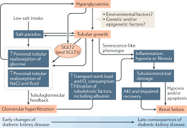 Lithium can also affect the ability of the body to concentrate urine, which is the mechanism behind the excessive thirst and drinking that there should be no permanent damage to the kidney if there are no episodes of lithium toxicity. The Tubular Hypothesis Of Nephron Filtration And Diabetic Kidney Disease Nature Reviews Nephrology