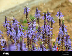 Image result for Coleus caninus