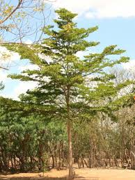 Image result for Terminalia mantaly