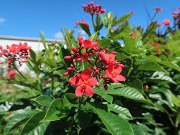 Image result for Jatropha seineri