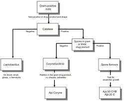 Flow Chart Gram Positive Bacilli Identification Lab 4