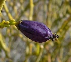 Image result for Thamnosma rhodesica