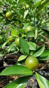 Image result for Citrus reticulata