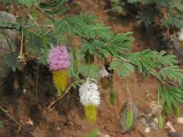 Image result for Dichrostachys