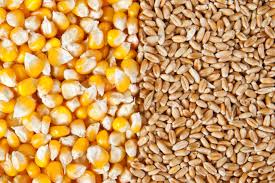 You should know that there is a booming global demand for coconut oil, water, and other for people with wheat allergies, gluten sensitivity, and celiac disease, coconut flour contains no grain and gluten. Nigeria Grain Production Slips As Dependency On Imports Tighten 2020 11 13 World Grain