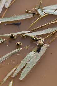 Image result for Schoenoplectus muriculatus