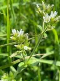 Image result for Cerastium glomeratum