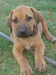 Maybe you would like to learn more about one of these? Free Classifieds On Gumtree South Africa Dog Mixes Dogs Cute Animals