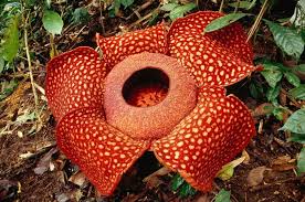 Biggest Flowering Plant Rafflesia 25 Pounds Corpse Flower Unusual Flowers Rare Flowers