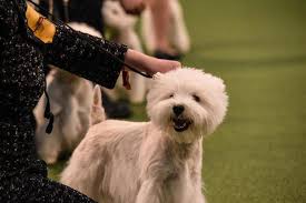 Photos From The 2020 Westminster Dog Show In 2020 Westminster Dog Show Bichon Frise Dogs