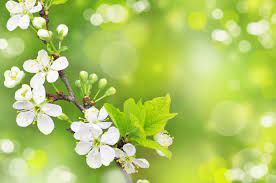 Spring 16 Free Desktop Wallpapers Cool Wallpapers Spring Wallpaper Free Desktop Wallpaper Free Spring Wallpaper