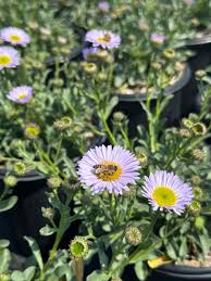 Image result for Tapinanthus erianthus