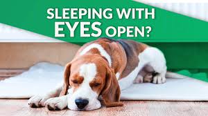 Discover the reasons why a dog sleeps all day, what a dog's sleeping position tells you, and the answer to but why is this? My Dog Sleeps With Eyes Open Are They Okay Ultimate Pet Nutrition