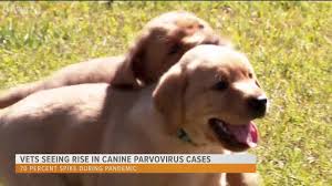 Maybe you would like to learn more about one of these? Tyler Veterinarian Warns Of Alarming Increase In Canine Parvovirus Cases Cbs19 Tv