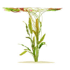 Image result for Aponogeton