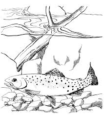 Coloring many beautiful pictures of animals and people activities. Https Www Fws Gov Natchitoches Images Coloring 20pages Fish Coloring Pages Pdf