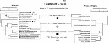 Image result for Rhynchospora brownii